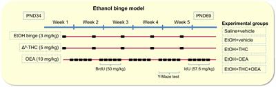 Oleoylethanolamide Modulates BDNF-ERK Signaling and Neurogenesis in the Hippocampi of Rats Exposed to Δ9-THC and Ethanol Binge Drinking During Adolescence